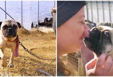 Pug Awaiting Slaughter Smothered Rescuer In Kisses After She Cut His Chain Off