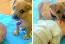 Rescue Puppy Is Too Scared To Fall Asleep But Baby’s Soft Head Changes Her Mind