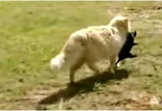 Cat Sneaks In & Steals Puppies One-By-One, Dog Owner Quietly Trailed Behind Her