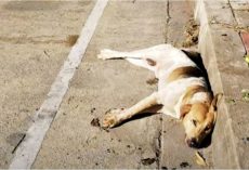 Stray Clung To Curb Decided To Die, Smelled Real Food & Tried To Lift His Head