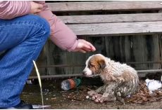 Woman Held Back Sobs As She Reached Out To Pup Caked In Mud & Waste