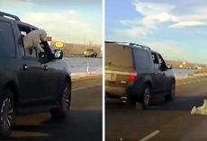 Dog Jumps Out Of Moving Vehicle On I-70, Tumbles Around As Cars Go Speeding By
