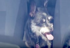 These Dogs Need Help As They Cry Out While Locked In A Vehicle On A Hot Day