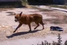 Dog Stayed By His Home For 2 Months After His Owners Moved Away And Left Him