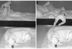Toddler With Heart Condition Waits For Lights Out To Snuggle His Dog At Night