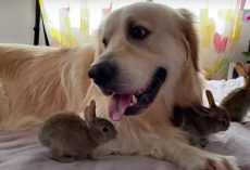 Baby Bunnies Take To Golden Retriever As Their Mom & She’s Happy To Play Along