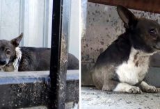 Homeless Dog Constantly Attacked By Big Dogs Cowered In Fear As He Saw No Escape