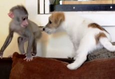 Baby Monkey Chased Away By Her Own Mother, Finds Solace In A Puppy’s Friendship