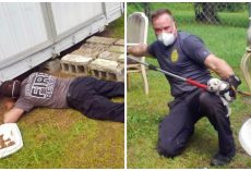 Firefighters Race To Remove 2 Adult Dogs & 11 Pups From Beneath Shed On Hot Day