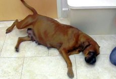 Owners Lock Pregnant Dog In Backyard And Move Away, She Had No Food Or Water