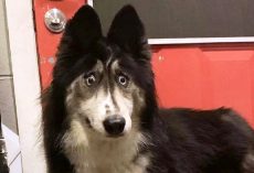 Dog Gets Dumped For Being “Funny-Looking”, Wonders If Anyone Will Accept Her