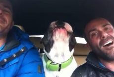 Man Sings “You Raise Me Up” In The Car, But Then His Shy Dog Starts Singing Too