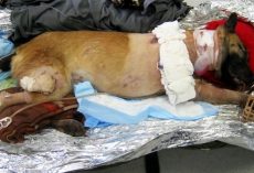 Soldier Wants To Adopt Dog Who Took 4 Bullets For Him, But People Mock Him For It