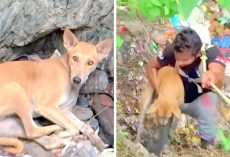 Dog Falls Into Pit With Bleeding Cut On Her Chest And Laid Down Quietly To Await Death