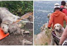 Hiker Climbs Mount Olympus With 120-Pound Dog On Scorching Day, Dog Collapses