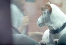 Dogs Cry Out For Help While Locked In Vehicle On Hot Day