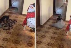 Little Dog Moves Rugs So Grandma Can Get Through In Her Wheelchair