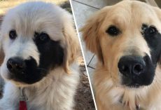Golden Retriever Was Born With A Rare Genetic Mutation, And It Made Him Incredibly Adorable