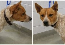Judge Throws The Book At Savage Who Choked & Punched His Small Dog