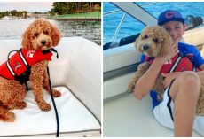 Dog Wearing Lifejacket Falls Off Boat & Goes Missing In Treacherous Waters