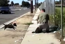Stray Mama Dog Freaks Out When She Sees A Man Trapping Her Only Puppy In A Net