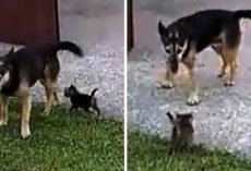 Mom Brings Home Abandoned Kitten & Asks Her Senior Rescue Dog To Watch Over Him