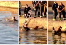 Heroic Police Officer Dives Into Canal And Saves Dog From Drowning