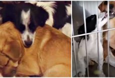 Not One Person Wants Bonded-Pair That “Fell In Love” After Car Wreck