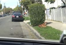 His Family Moved Away And Left The Old Dog Behind To Fend For Himself