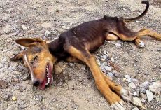 Dying Homeless Puppy Wags Her Tail One Last Time In A Final Attempt To Get Help