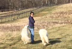 Woman Starts Walking Her Dogs When The Chickens, Ducks, And Goats Tag Along