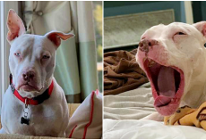 Rescue Dog Refuses To Sleep Til New Dad Does & Fears He’ll Bring Her Back To Shelter