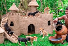 Thailand Man Rescues Abandoned Puppies & Builds Castles For Them To Live In