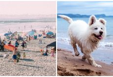 Woman Kicks Her Dog & Drowns Him In Ocean As Beachgoers Look On In Horror
