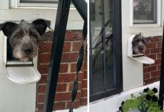 Clever Dog Uses The Mailbox To Greet People In The Neighborhood