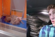 Man Sees Shelter Dogs Asleep On Hard Surfaces, Comes Back With Car Full Of Beds