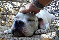 Sick Homeless Dog Was So Weak He Had Given Up On Life, But Someone Had Seen Him