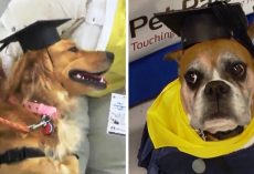Dogs Wearing Caps and Gowns Graduate From Pet Therapy Program