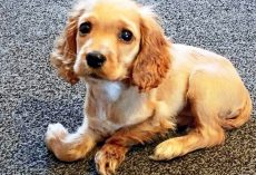 “Discarded” Puppy Undergoes Surgery That Could Either Help Her Walk Or Kill Her