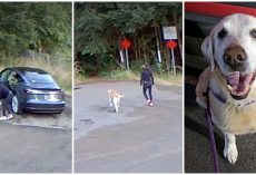 Lady Tricks Her Dog Into Going For Walk In Woods, Leaves Him There & Drives Off