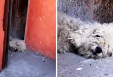 Depressed Dog Tired Of Living On The Streets Gives Up Hope & Collapses In Alley