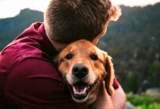 10 Most Extra-Affectionate Dog Breeds