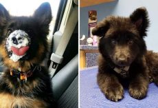 10+ Pics That Prove German Shepherd Puppies Are The Purest Creatures On The Planet