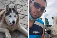 Amazon Delivery Driver Jumps Into Pool To Save Senior Husky From Drowning In Pool