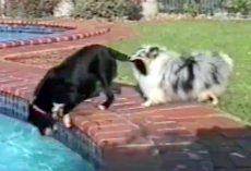 His Friend Was About To Fall Into The Pool, So He Grabs His Tail With His Mouth