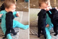 Tiny Puppies Jump All Over Giggling Baby, Attack Him With Their Hugs And Kisses