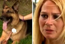 Officer’s Wife Adopts Her Husband’s K9 Partner After The Cop Dies In Accident