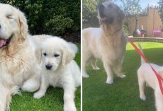 Blind Golden Retriever Gets A Seeing-Eye Guide Puppy To Help Him Navigate The World