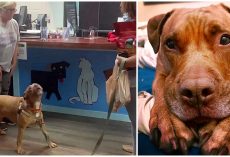 Dog Howls With Joy When He Finds Out He’s Been Adopted After 1250 Days In Shelter