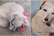 Brain-Damaged Pup Curled Up To Hide, Tries To Lift Head & Thank Woman But Can’t